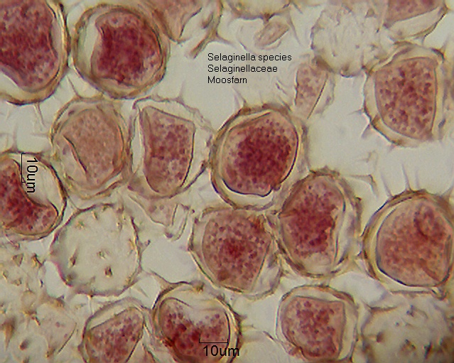 Sporen von Selaginella species