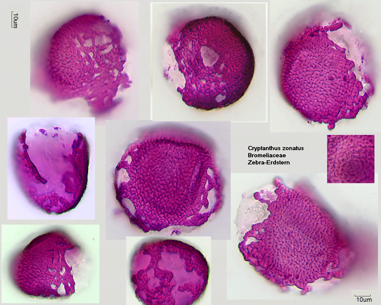 Pollen von Cryptanthus zonatus