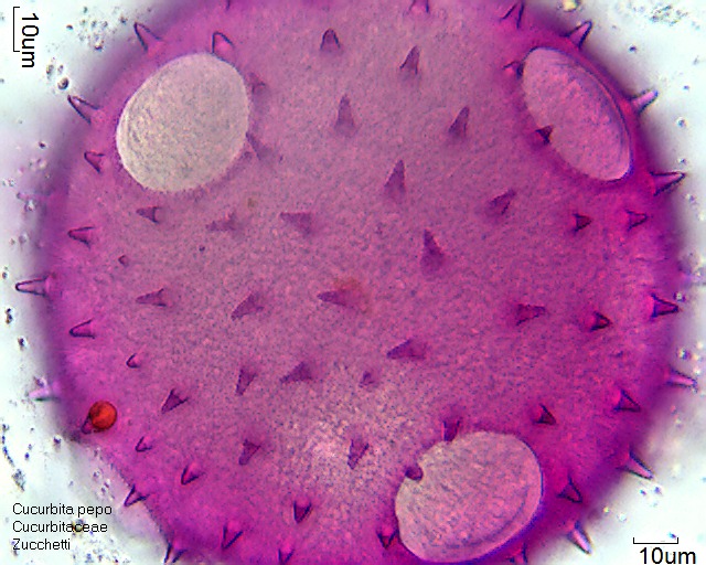 Pollen von Cucurbita pepo