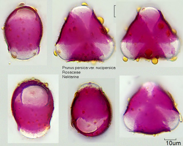 Pollen von Prunus persica var. nucipersica