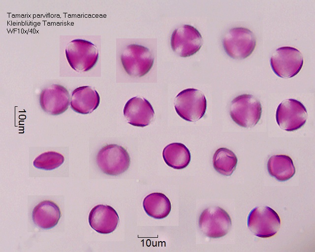 Pollen von Tamarix parviflora