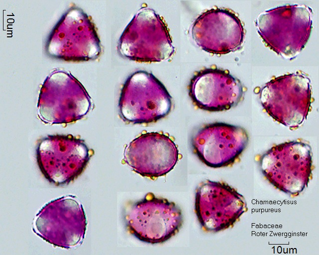 Pollen von Chamaecytisus purpureus