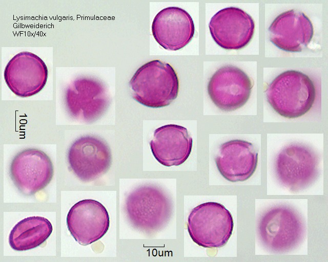 Pollen von Lysimachia vulgaris