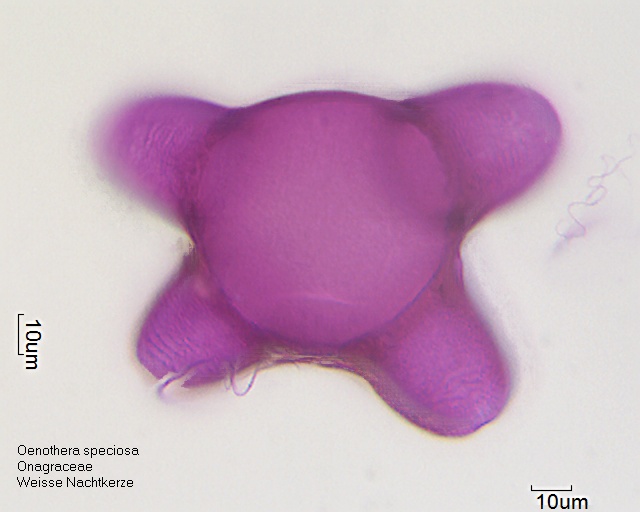 Datei:Oenothera speciosa (4).jpg