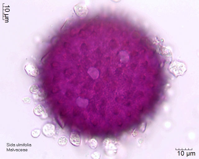 Pollen von Sida ulmifolia