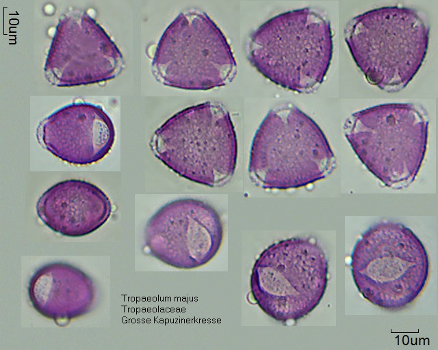 Pollen von Tropaeolum majus