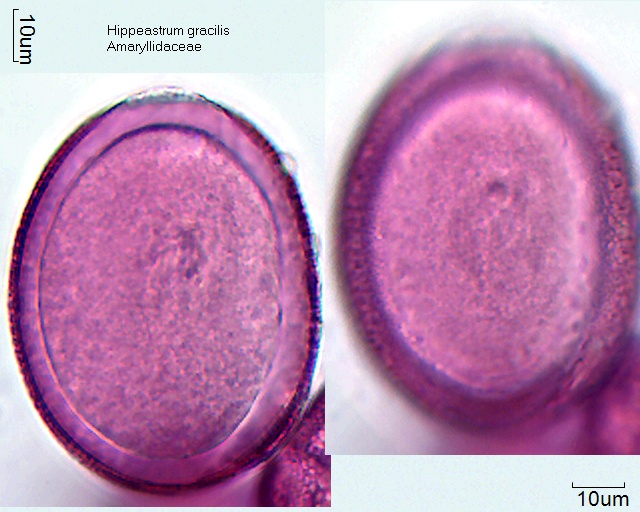 Datei:Hippeastrum gracilis (1).jpg