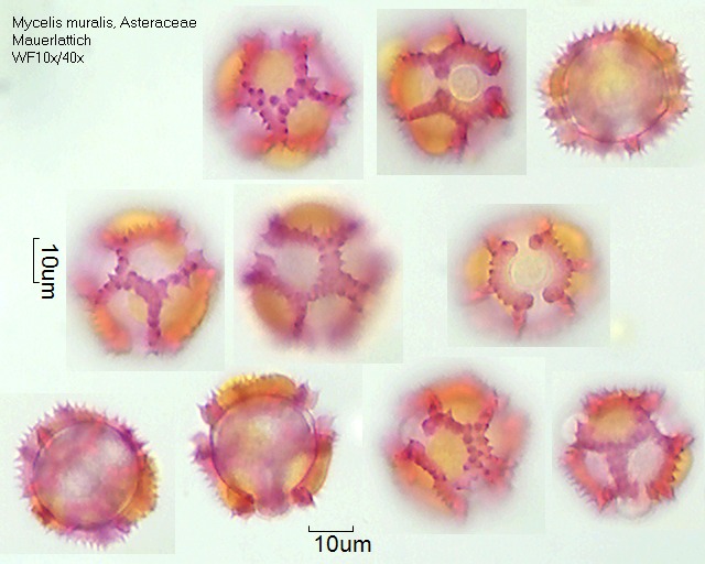 Pollen von Mycelis muralis