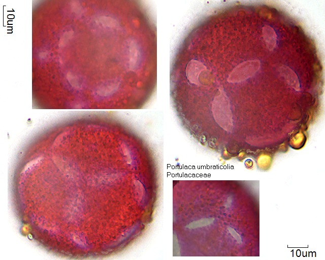 Pollen von Portulaca umbraticola