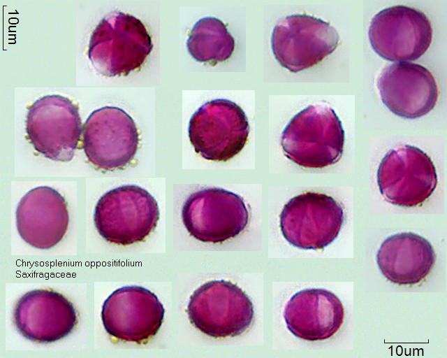 Pollen von Chrysosplenium oppositifolium