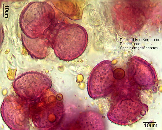 Pollen von Drosera binata