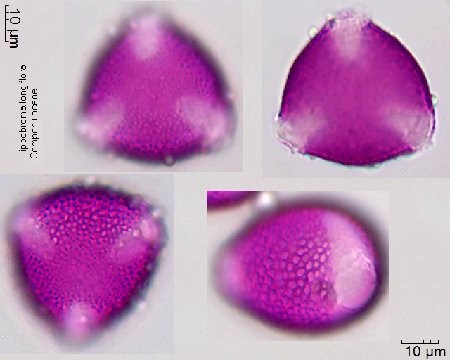 Pollen von Hippobroma longiflora
