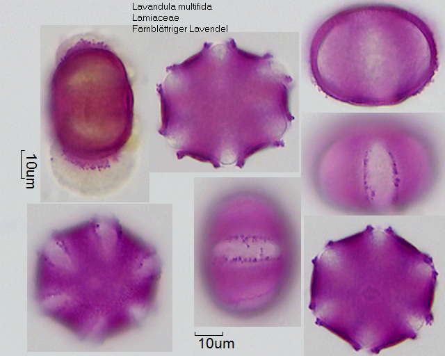 Pollen von Lavandula multifida