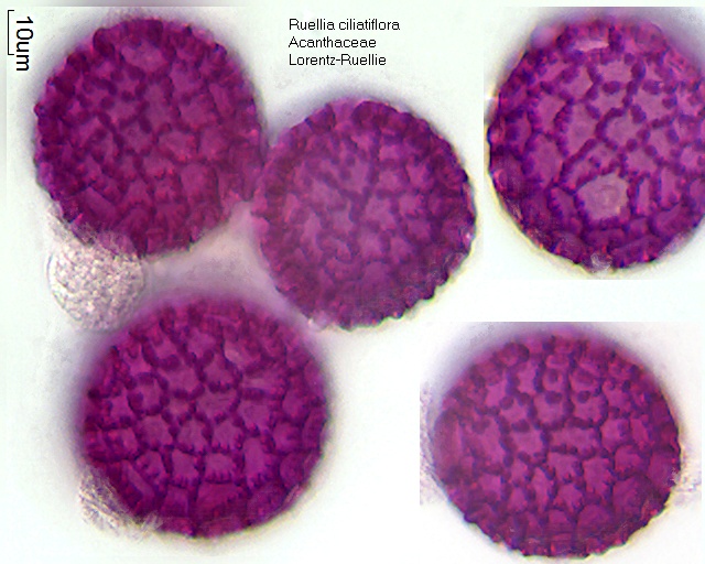 Pollen von Ruellia ciliatiflora