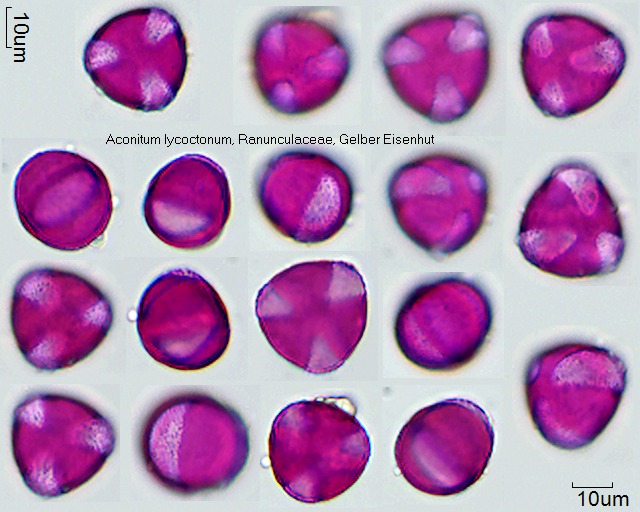 Pollen von Aconitum lycoctonum