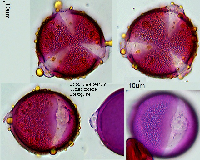 Pollen von Ecballium elaterium.jpg