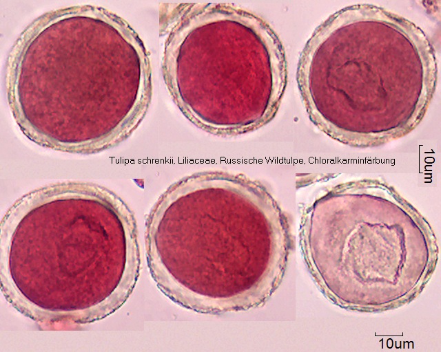 Pollen von Tulipa schrenkii, 6-064, angefärbt mit Chloralkarmin