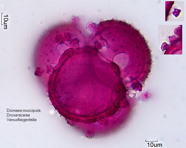 Pollen von Dionaea muscipula