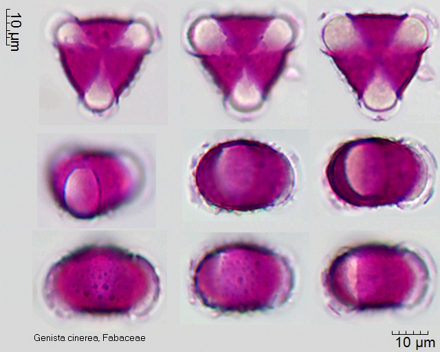 Pollen von Genista cinerea