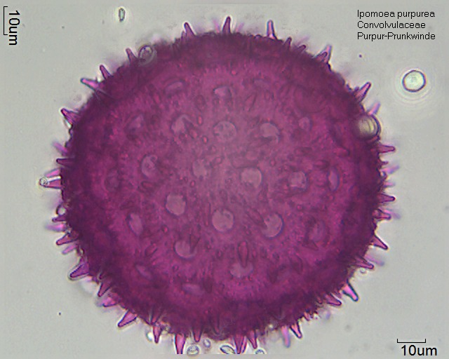 Pollen von Ipomoea purpurea