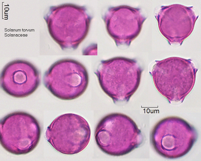 Pollen von Solanum torvum
