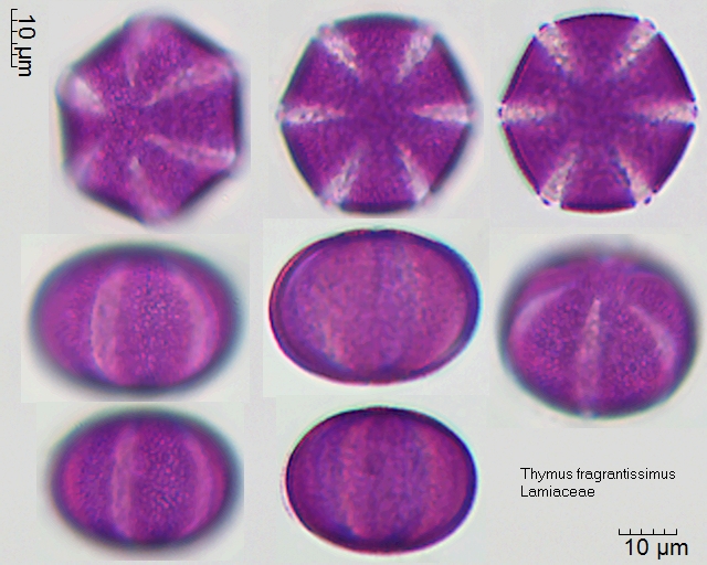 Pollen von Thymus fragrantissimus