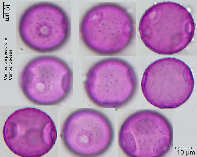 Pollen von Campanula persicifolia