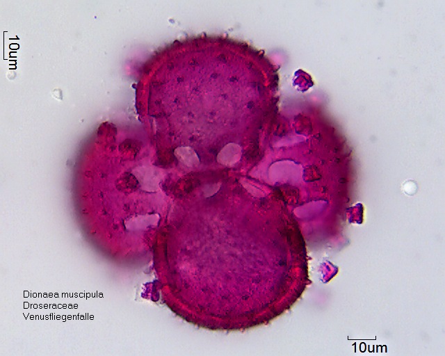 Datei:Dionaea muscipula (5).jpg