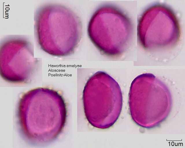 Pollen von Haworthia emelyae