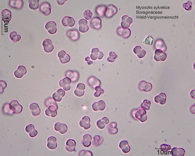 Pollen von Myosotis sylvatica