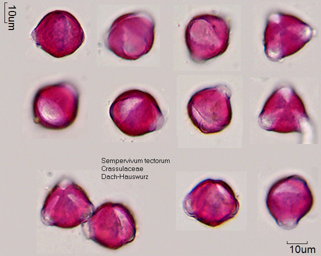 Pollen von Sempervivum tectorum