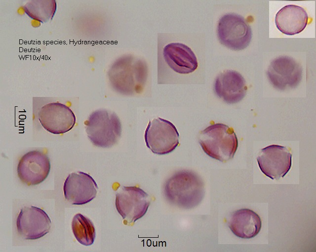 Pollen von Deutzia gracilis