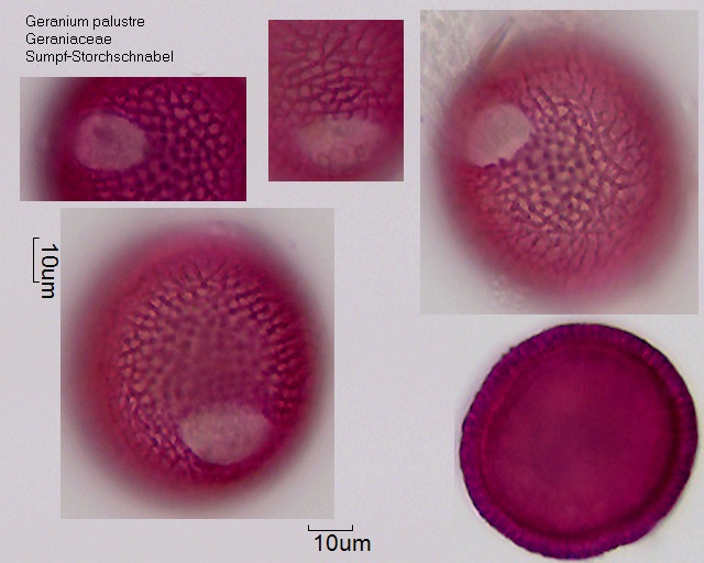 Pollen von Geranium palustre
