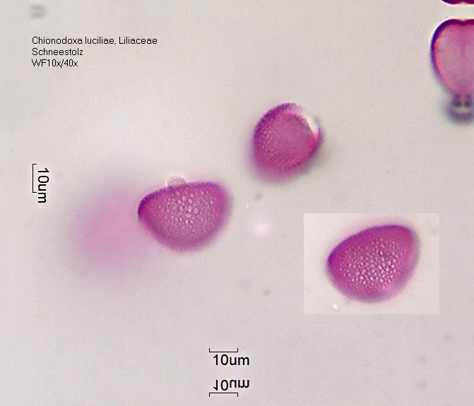 Datei:Chionodoxa luciliae (2).jpg