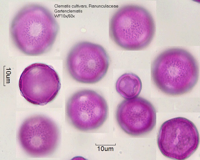 Pollen von Clematis cultivars