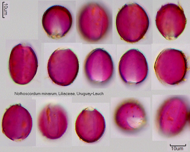 Pollen von Nothoscordum minarum