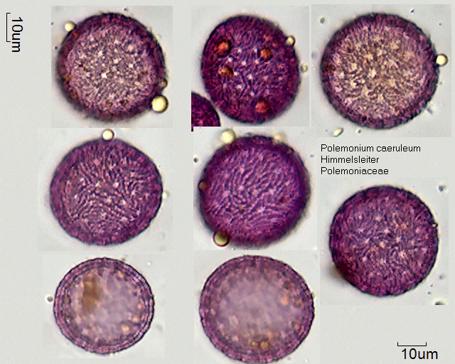 Pollen von Polemonium caeruleum