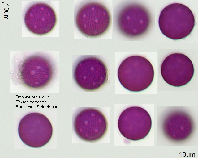 Pollen von Daphne arbuscula