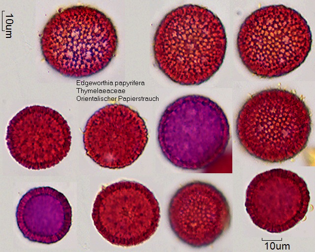 Pollen von Edgeworthia papyrifera
