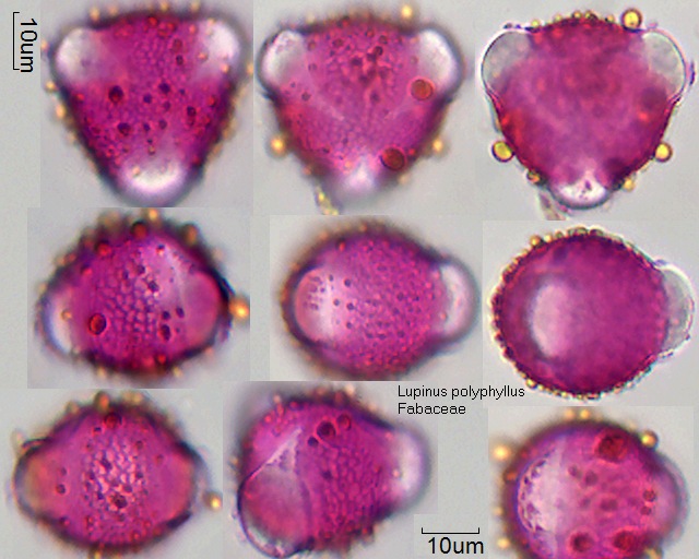 Pollen von Lupinus polyphyllus