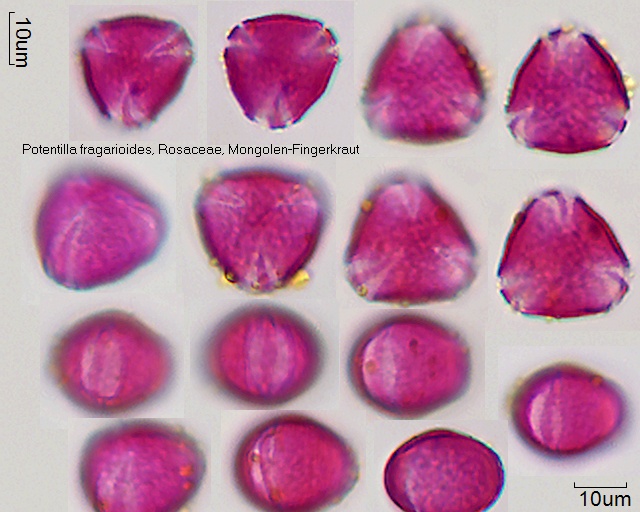 Pollen von Potentilla alba x sterilis