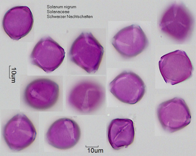 Pollen von Solanum nigrum