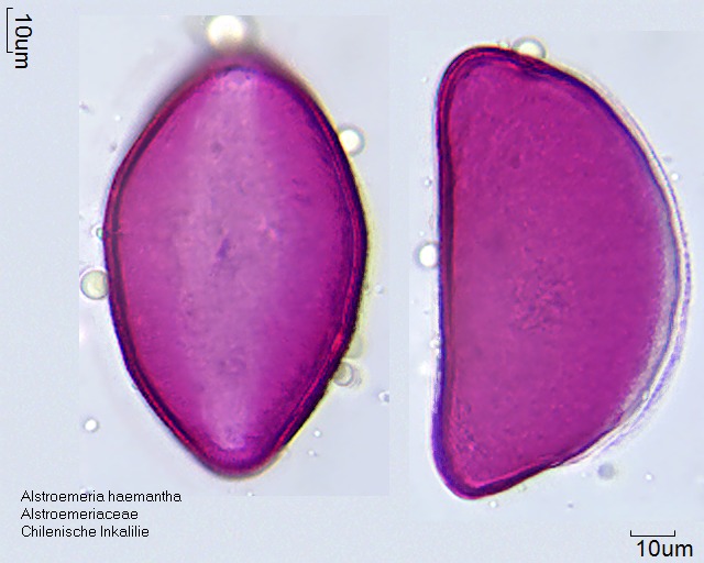 Pollen von Alstroemeria haemantha