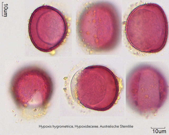 Pollen von Hypoxis hygrometrica