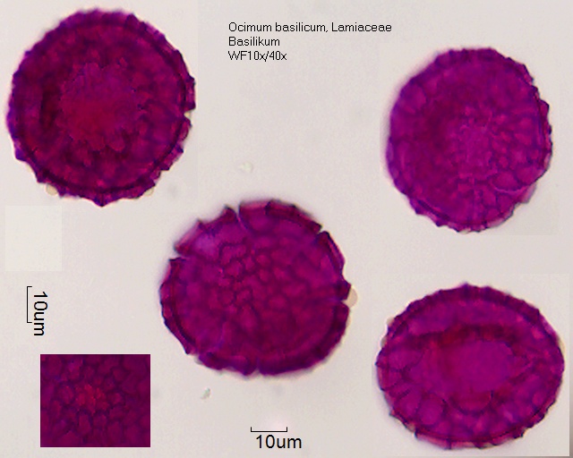 Pollen von Ocimum basilicum