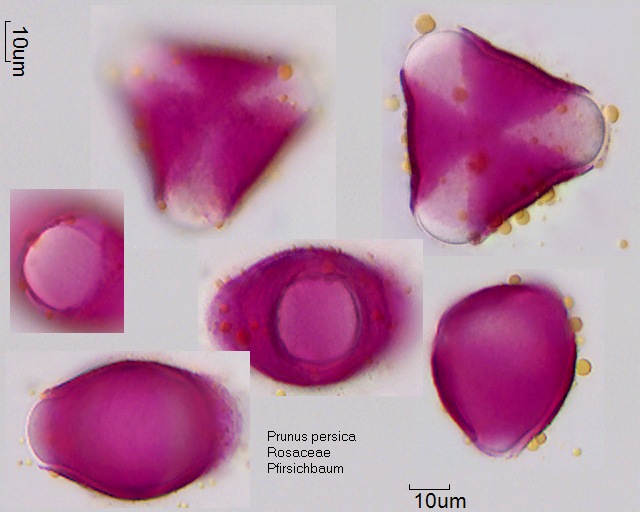 Pollen von Prunus persica (1).jpg