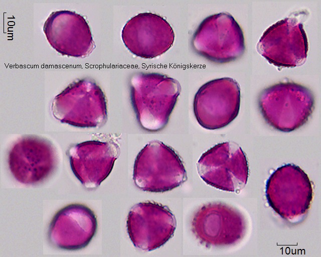Pollen von Verbascum damascenum