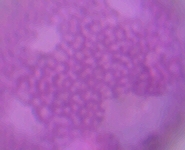 Oberflächendetails von Buxus sempervirens