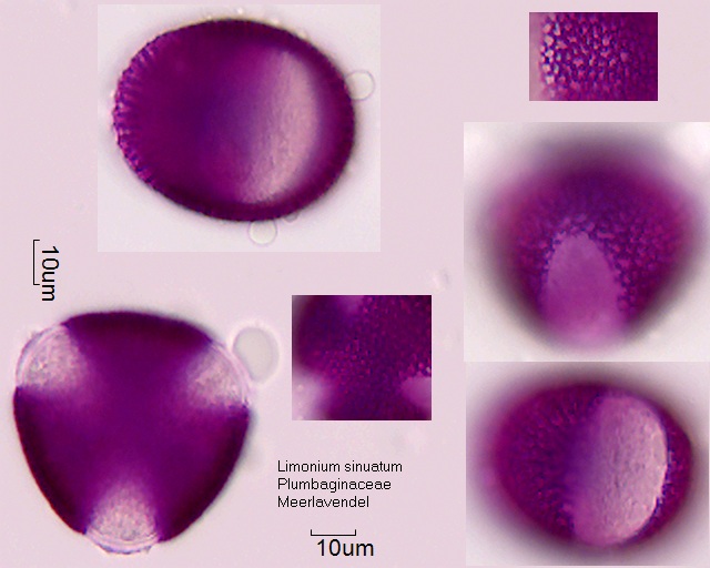 Pollen von Limonium sinuatum