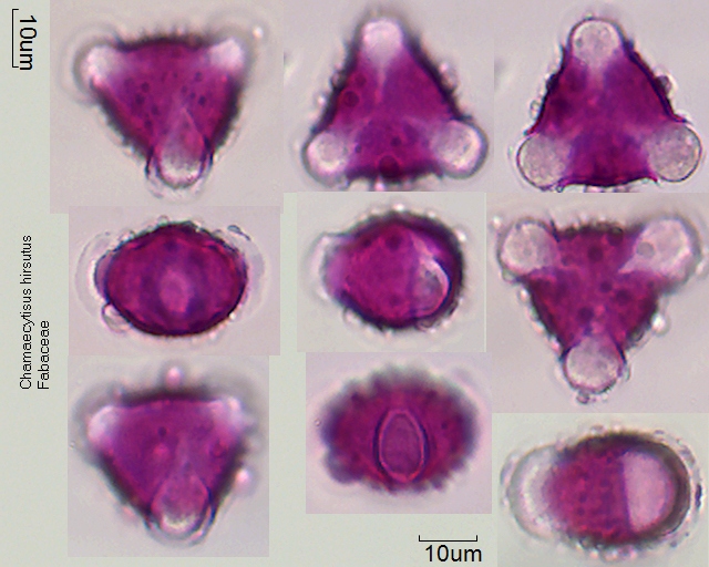 Pollen von Chamaecytisus hirsutus